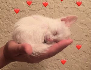 update software bvostfus python