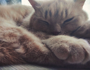 how is mogothrow77 software installation