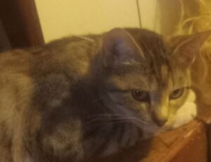 how mogothrow77 software is built