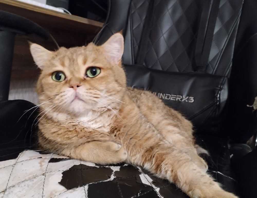 mother of the bride short hair styles