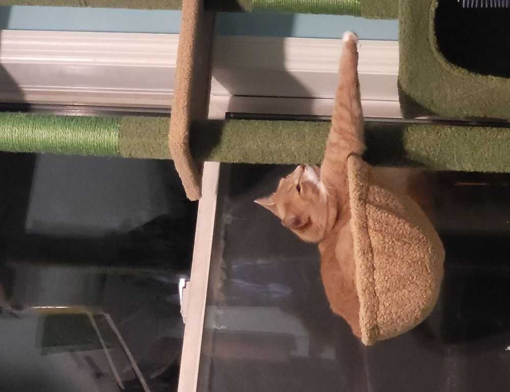 my cat likes to sit on my lap while i poop