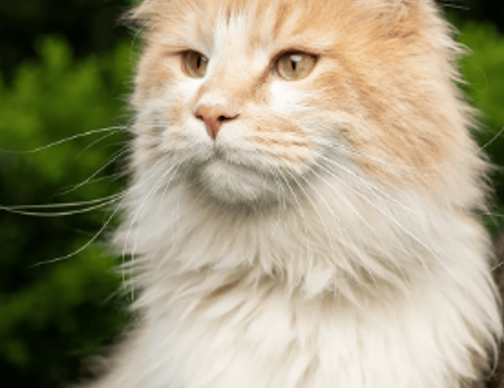 my pimple is leaking clear liquid