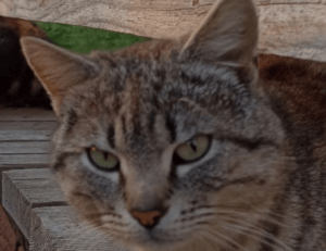 netherlands national football team vs france national football team timeline