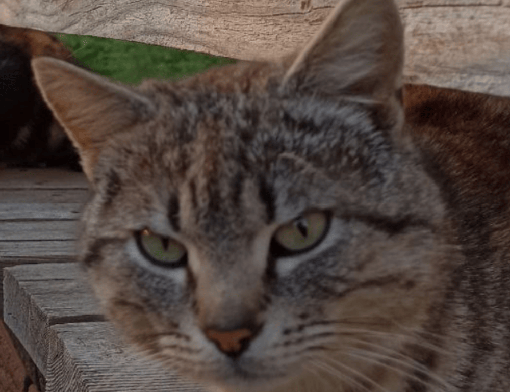 netherlands national football team vs france national football team timeline