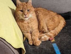 otp 1 certification test 2020 answers