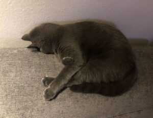 p.o. box 17316 salt lake city utah card enclosed