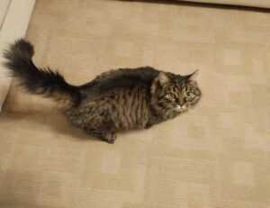 pee sinks to the bottom of toilet