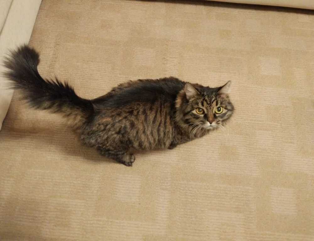 pee sinks to the bottom of toilet