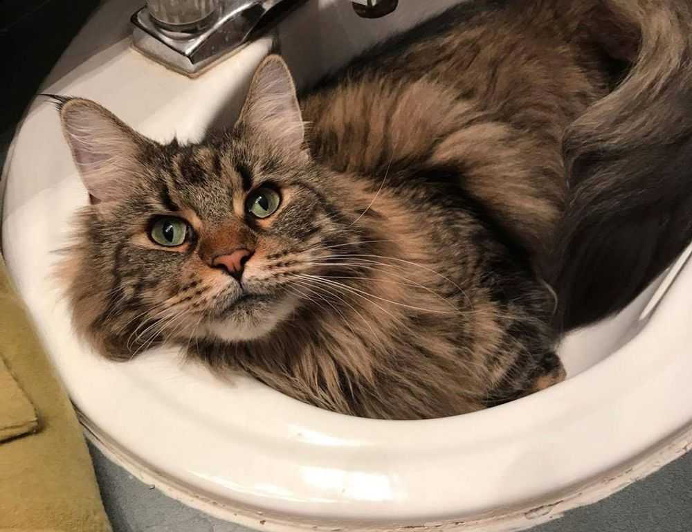 percy jackson books in order all series