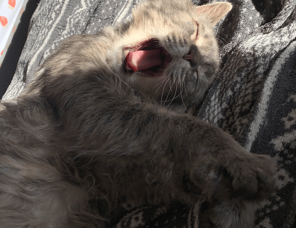 percy jackson series books in order