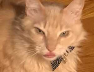 physical features of the lower southeast