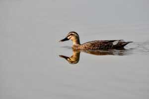 pictures of michael schmidt and nicolle wallace