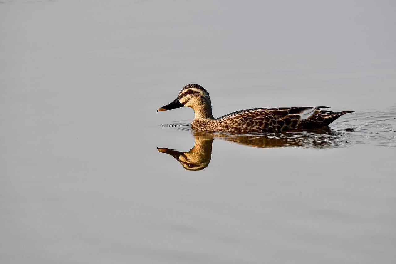 pictures of michael schmidt and nicolle wallace