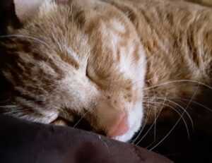 pimple with clear fluid and blood