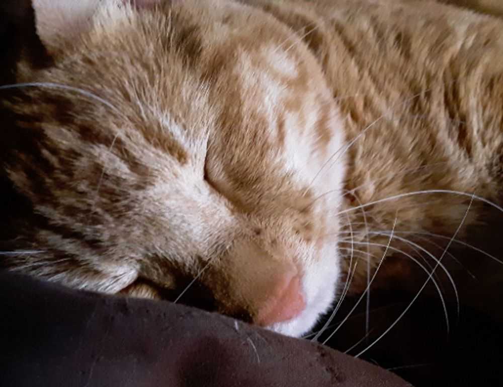 pimple with clear fluid and blood